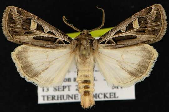 Image of Dingy Cutworm Moth