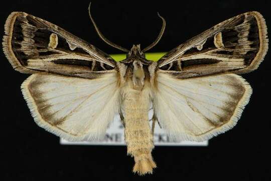 Image of Dingy Cutworm Moth