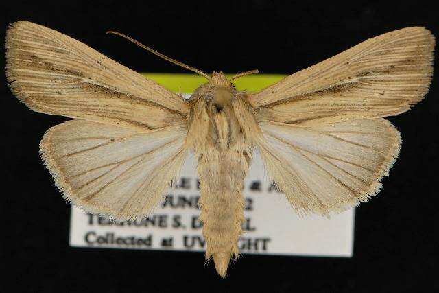 Image of <i>Leucania anteroclara</i>