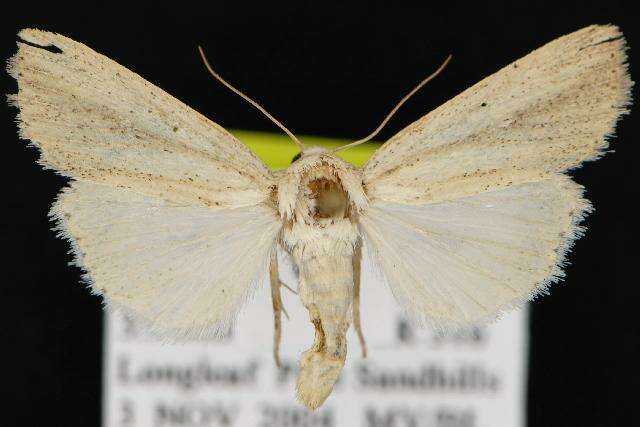 Imagem de Leucania extincta