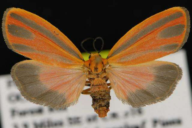 Image of Scarlet-winged Lichen Moth