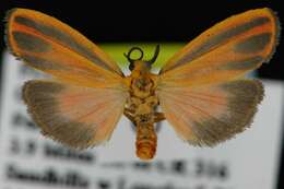 Image of Scarlet-winged Lichen Moth