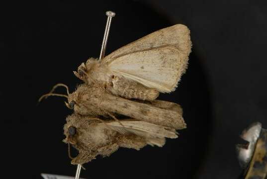 Image of The Mottled Rustic, Brungult Lövfly