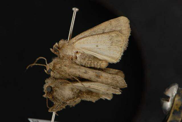 Image of The Mottled Rustic, Brungult Lövfly