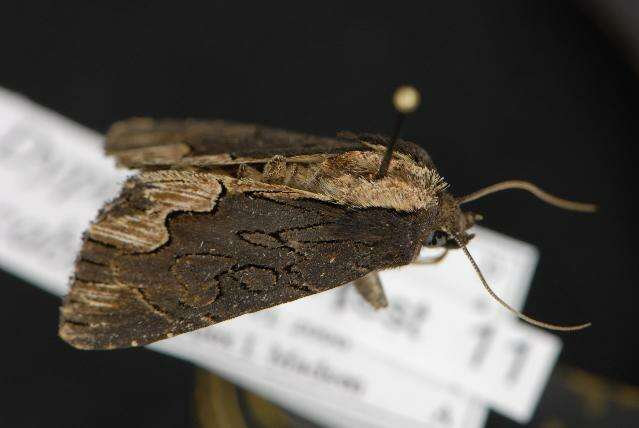 Imagem de Dypterygia scabriuscula Linnaeus 1758