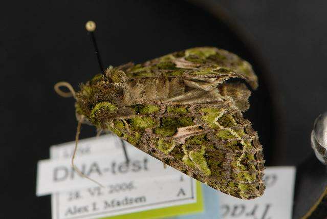 Image of orache moth