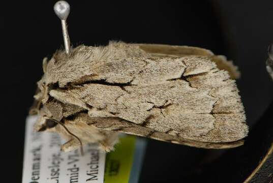 Imagem de Acronicta psi Linnaeus 1758