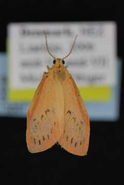 Image of rosy footman