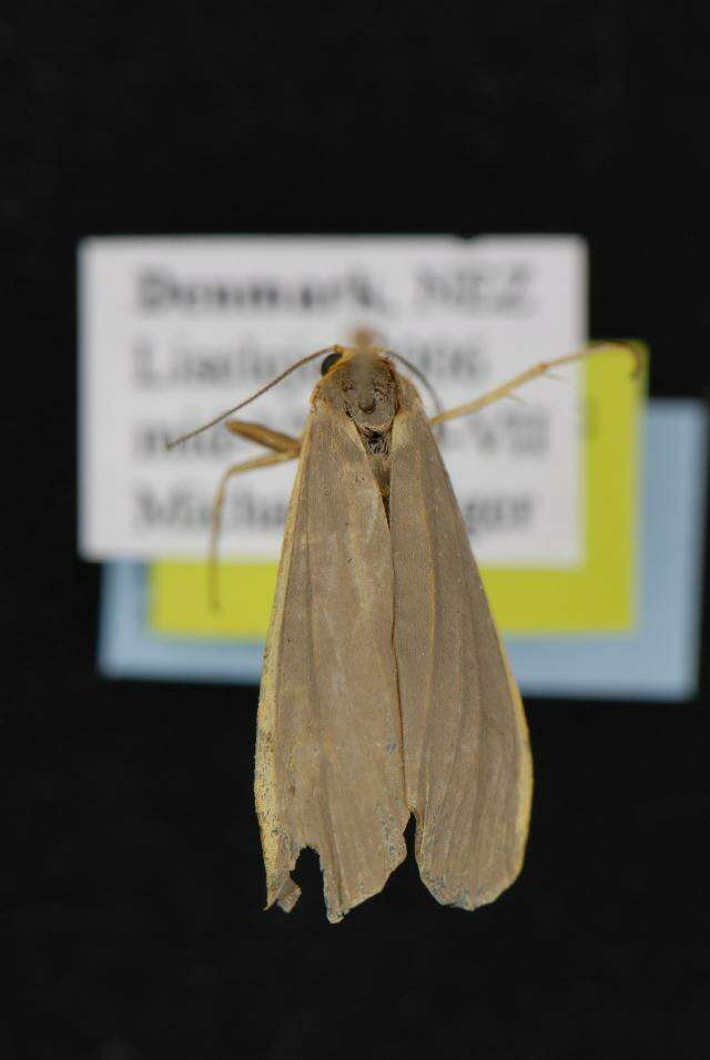 Image of common footman