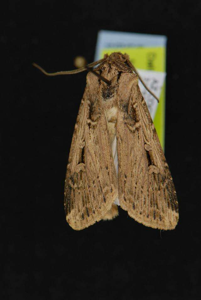 Image of Granulate cutworm