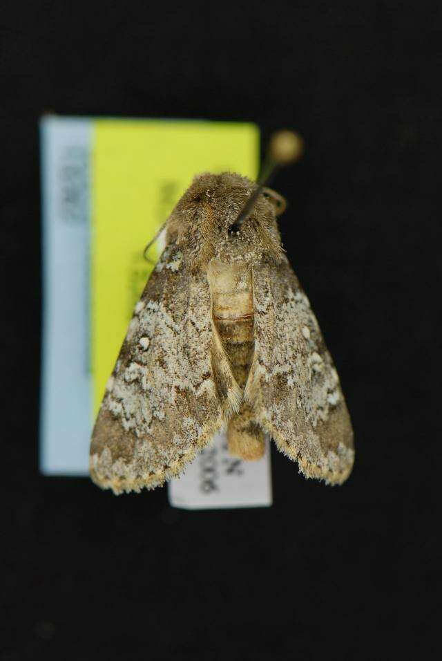 Image of Hemibryomima chryselectra Grote 1880
