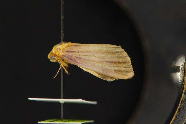 Image of Eulithosia plesioglauca