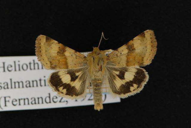 Sivun Heliothis viriplaca salamantina kuva