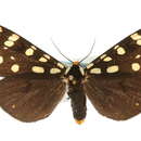 Image of Platyprepia virginalis Boisduval 1852
