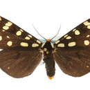 صورة Platyprepia virginalis Boisduval 1852