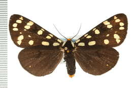 Image of Platyprepia virginalis Boisduval 1852