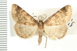 صورة Idia occidentalis (Smith 1884)