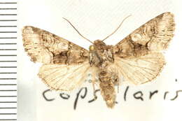 Image of Hadena capsularis Guenée 1852