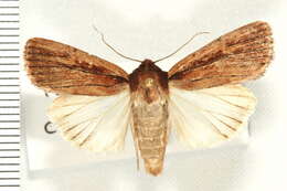 Image of Tesagrotis corrodera Smith 1910