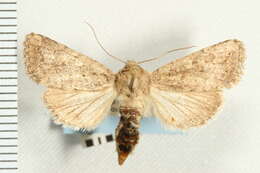 Image of <i>Nudorthodes texana</i>