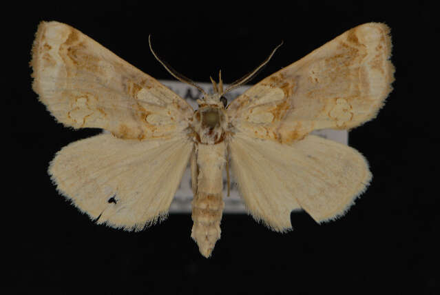 Image of Moonseed Moth