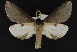 Image of Elegant Prominent