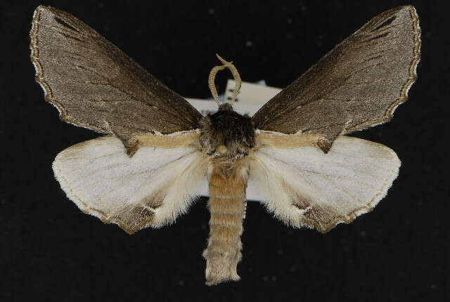 Image of Elegant Prominent