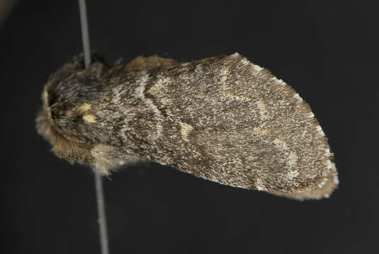 Image of Notodontinae