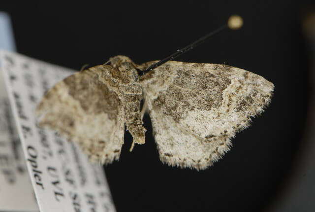 Image of dark-barred twin-spot carpet