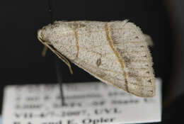 Image of Dark-bordered Granite