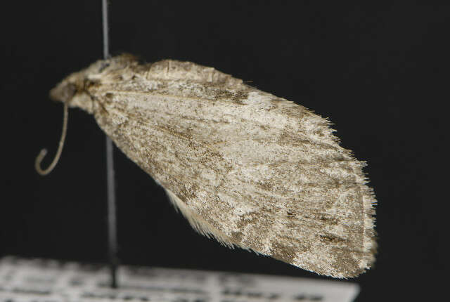 Image of Hydriomena renunciata columbiata Taylor 1906