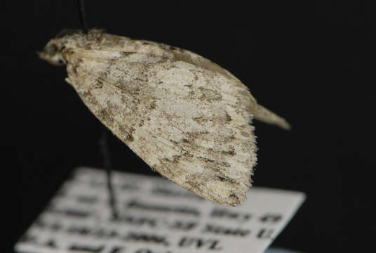 Image of Hydriomena renunciata columbiata Taylor 1906