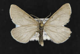Image of Aspitates orciferaria Walker 1862