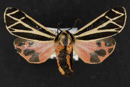 Image of Harnessed Tiger Moth