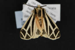 Image of Harnessed Tiger Moth