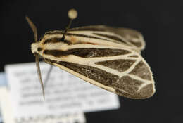 Image of Harnessed Tiger Moth