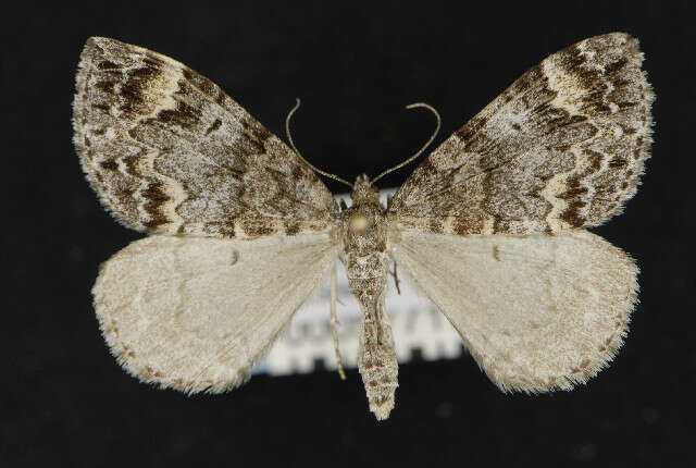 Image of common marbled carpet