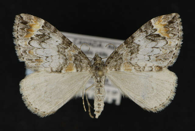 Image of common marbled carpet