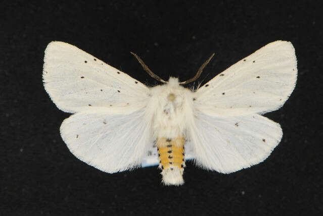 Image of white ermine