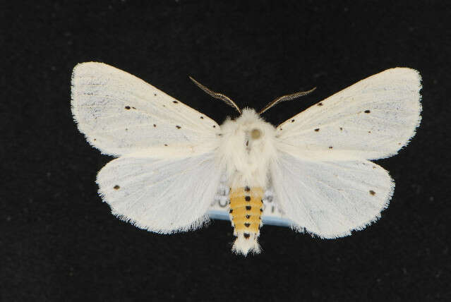 Image of white ermine