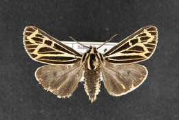 Image of Grammia quenseli