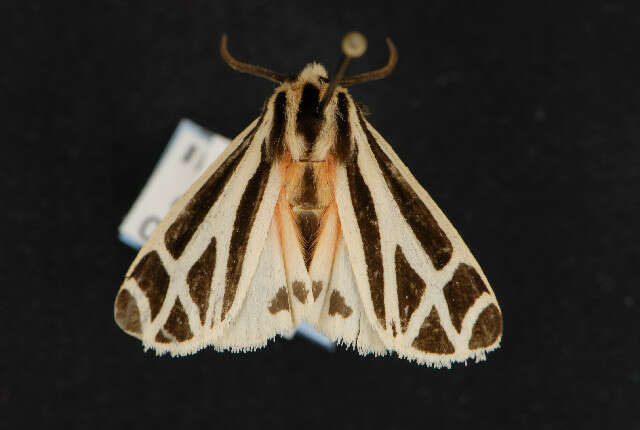 Image of Harnessed Tiger Moth