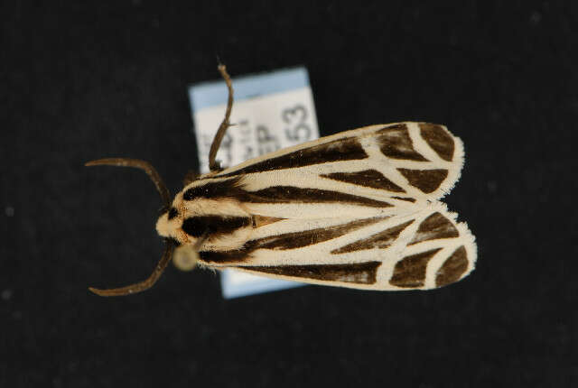 Image of Harnessed Tiger Moth