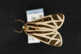 Image of Harnessed Tiger Moth