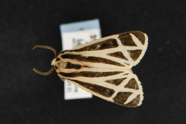 Image of Harnessed Tiger Moth