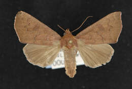 Image of Anomis luridula Guenée 1852