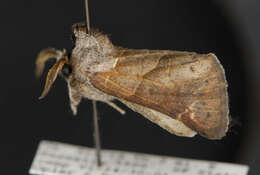 Clostera apicalis Walker 1855的圖片