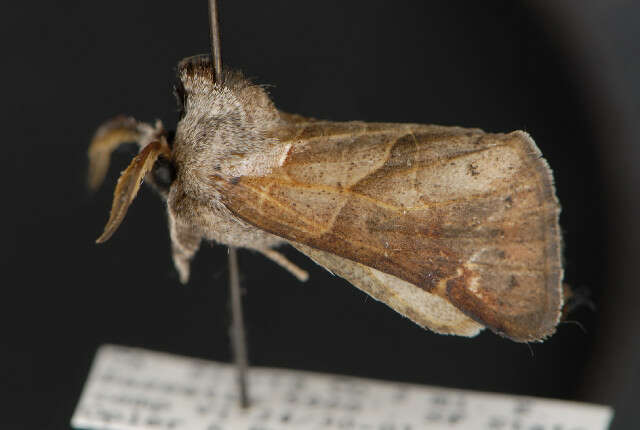 Clostera apicalis Walker 1855的圖片