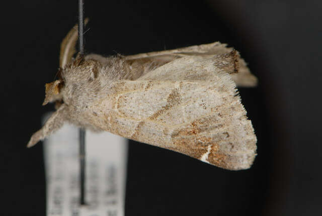 Clostera apicalis Walker 1855的圖片