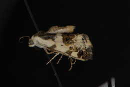 Image of <i>Tarache sedata</i>